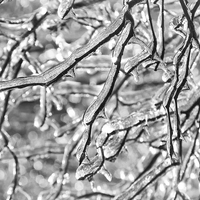 Buy canvas prints of More Frozen Branches by Mary Lane
