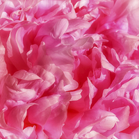Buy canvas prints of Peony Petals by Mary Lane