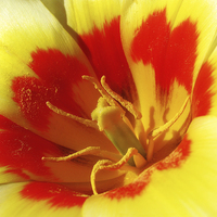 Buy canvas prints of Bright Tulip by Mary Lane