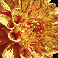 Buy canvas prints of Dahlia by Mary Lane
