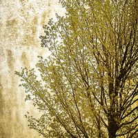 Buy canvas prints of Tree Silhouette by Mary Lane