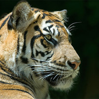 Buy canvas prints of Sumatran Tiger by Mary Lane