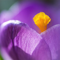 Buy canvas prints of Crocus by Mary Lane