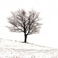 Buy canvas prints of Winter by Mary Lane