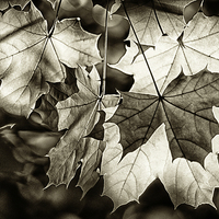 Buy canvas prints of Leaves by Mary Lane