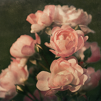 Buy canvas prints of Roses by Mary Lane