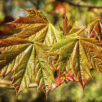 Buy canvas prints of Maples by Mary Lane