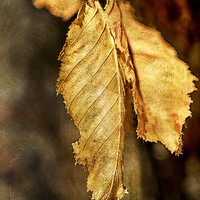 Buy canvas prints of Leaf by Mary Lane