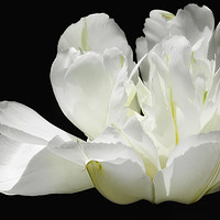 Buy canvas prints of White Peony by Mary Lane