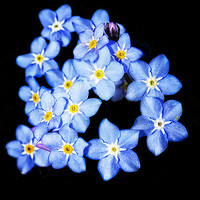 Buy canvas prints of Forget-Me-Nots by Mary Lane
