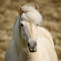 Buy canvas prints of White Pony by Mary Lane