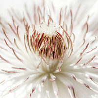 Buy canvas prints of White Clematis by Mary Lane