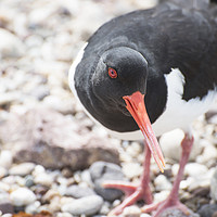Buy canvas prints of Oyster Catcher by Mary Lane