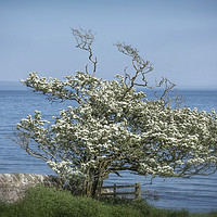 Buy canvas prints of Lonely Hawthorn by Mary Lane