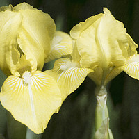 Buy canvas prints of Yellow Irises by Mary Lane