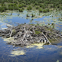 Buy canvas prints of Beaver Lodge by Mary Lane