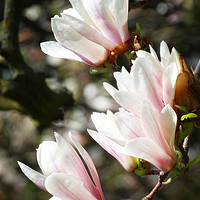 Buy canvas prints of Saucer Magnolia by Mary Lane