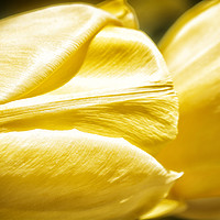 Buy canvas prints of Yellow Tulips by Mary Lane