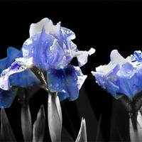 Buy canvas prints of Ghost Irises by Mary Lane