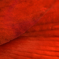 Buy canvas prints of Red Texture by Mary Lane
