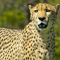 Buy canvas prints of Cheetah by Mary Lane