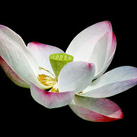 Buy canvas prints of Lotus Blossom by Mary Lane