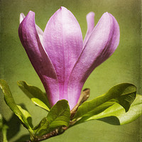 Buy canvas prints of Magnolia by Mary Lane