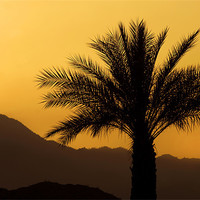 Buy canvas prints of Palm Sunset by Mary Lane