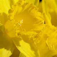 Buy canvas prints of Lovely Daffodils by Mary Lane