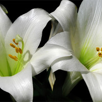 Buy canvas prints of Lilies by Mary Lane