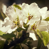 Buy canvas prints of White Cherry Blossoms by Mary Lane