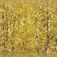 Buy canvas prints of Aspens by Mary Lane
