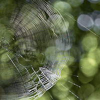 Buy canvas prints of Web by Mary Lane