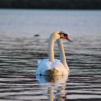 Buy canvas prints of Swans inlove by Kim McDonell