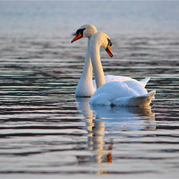 Buy canvas prints of The Mute Swan (Cygnus olor) by Kim McDonell