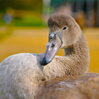 Buy canvas prints of Cygnet Swan by Kim McDonell