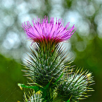 Buy canvas prints of Thistle by Kim McDonell