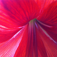 Buy canvas prints of Amaryllis is a bulbous flower by Kim McDonell