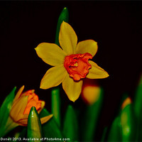 Buy canvas prints of Daffodil by Kim McDonell