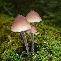 Buy canvas prints of                                Mushrooms  by Kim McDonell