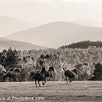 Buy canvas prints of Wild Horses by Fay Vincent