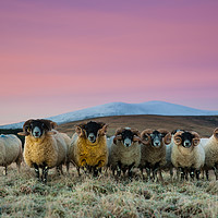 Buy canvas prints of Glenesk Rams by Fay Vincent