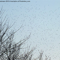 Buy canvas prints of A startling Starling migration by Keith Robinson