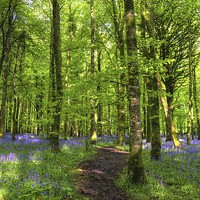 Buy canvas prints of Bluebell Forest by Nicola Lee