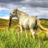 Buy canvas prints of  The White Horse by Nicola Lee