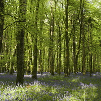 Buy canvas prints of  Bluebell Forest by Nicola Lee