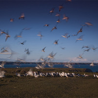 Buy canvas prints of Gulls at Feeding Time by lee wilce