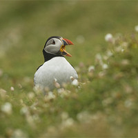 Buy canvas prints of Puffin by lee wilce