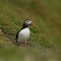 Buy canvas prints of Puffin by lee wilce