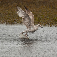 Buy canvas prints of Immature Gull by lee wilce